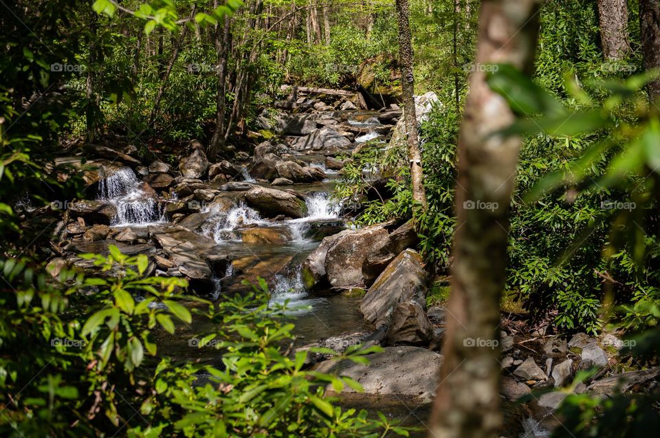 Creek along hiking trail at Great Smoky Mountains national park 