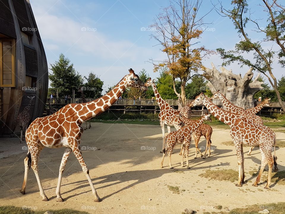 giraffes in Rotterdam zoo