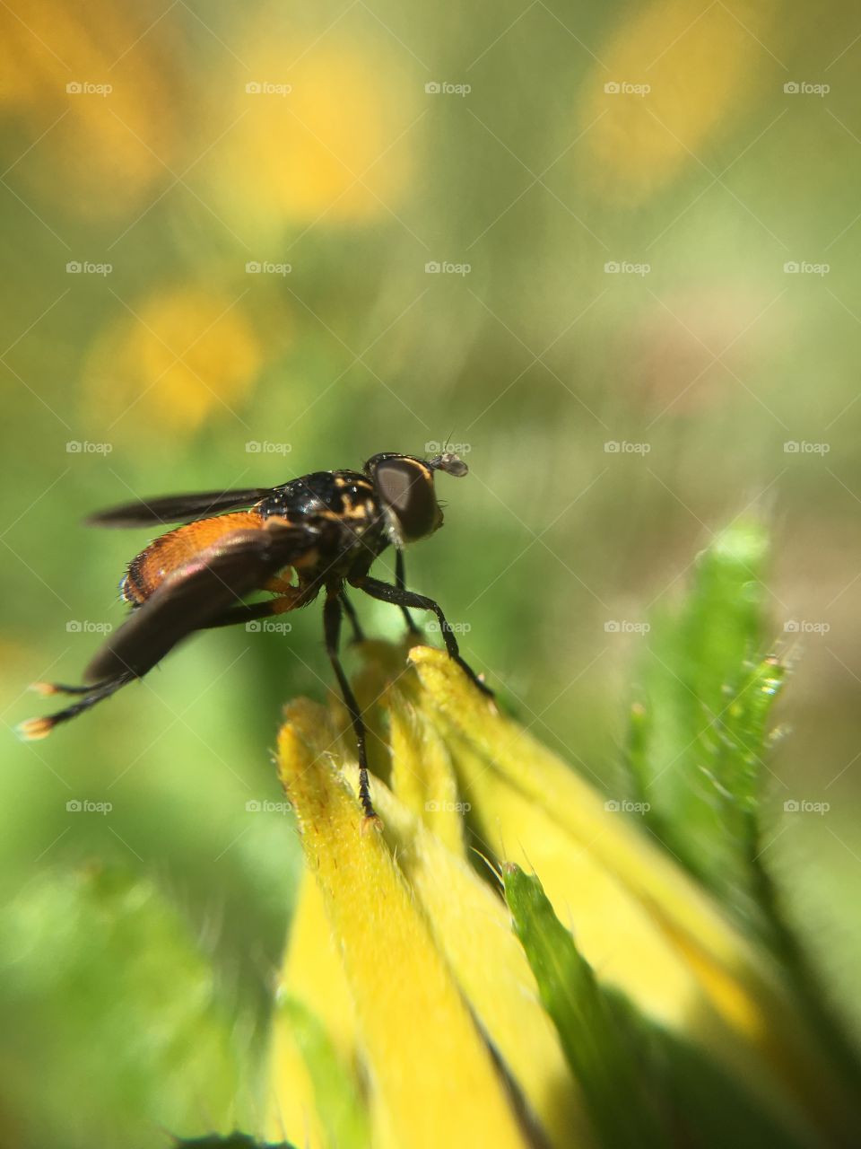 Orange fly