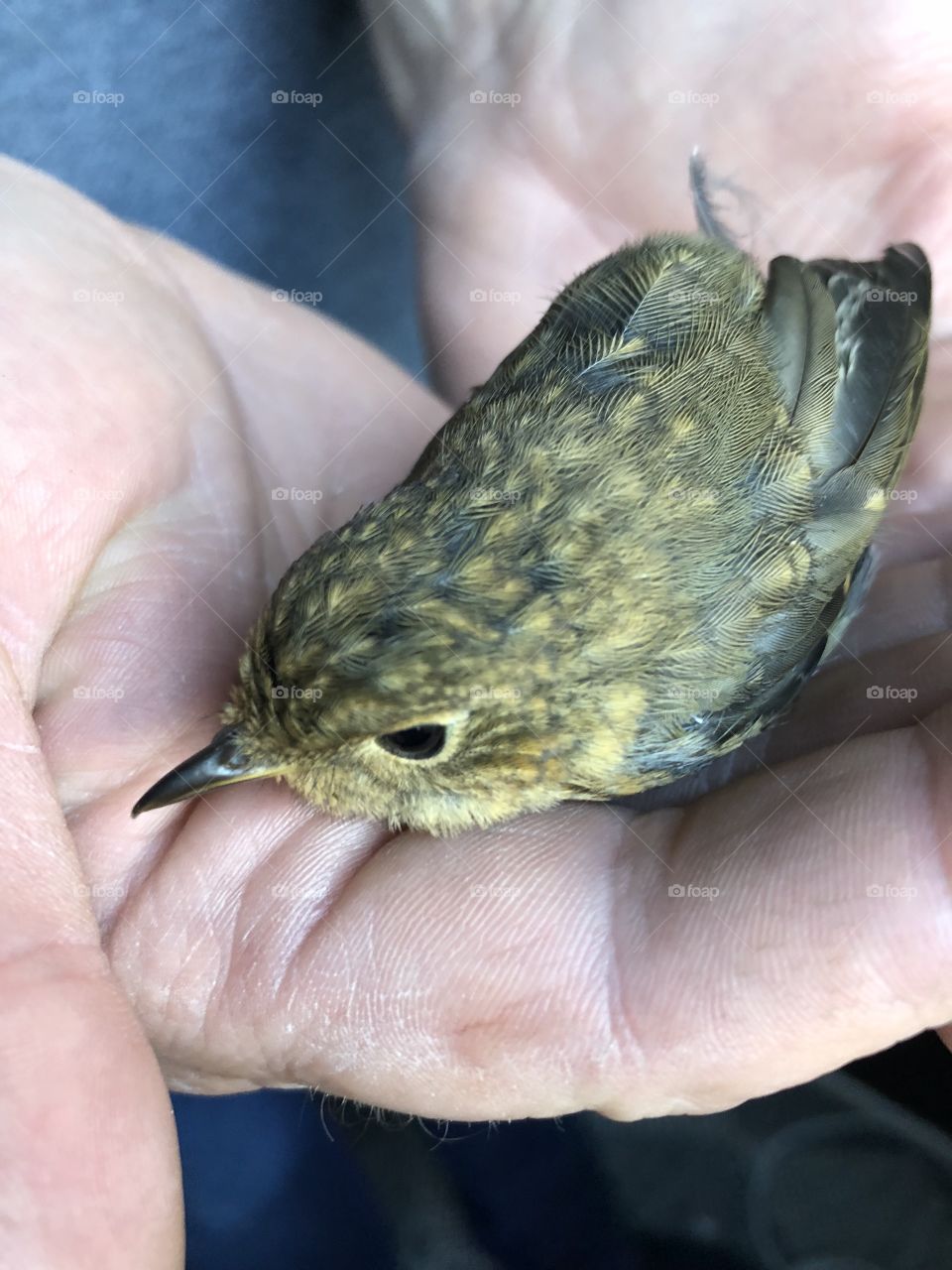 Bird crached into window