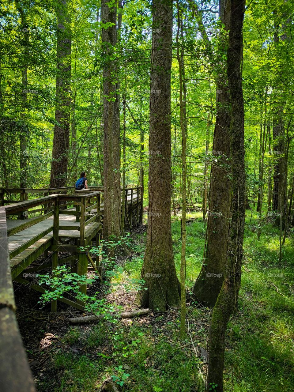 Hiking a wooden boardwalk path through the forest in spring