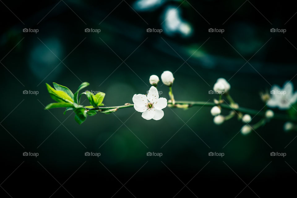 Spring flowers in London