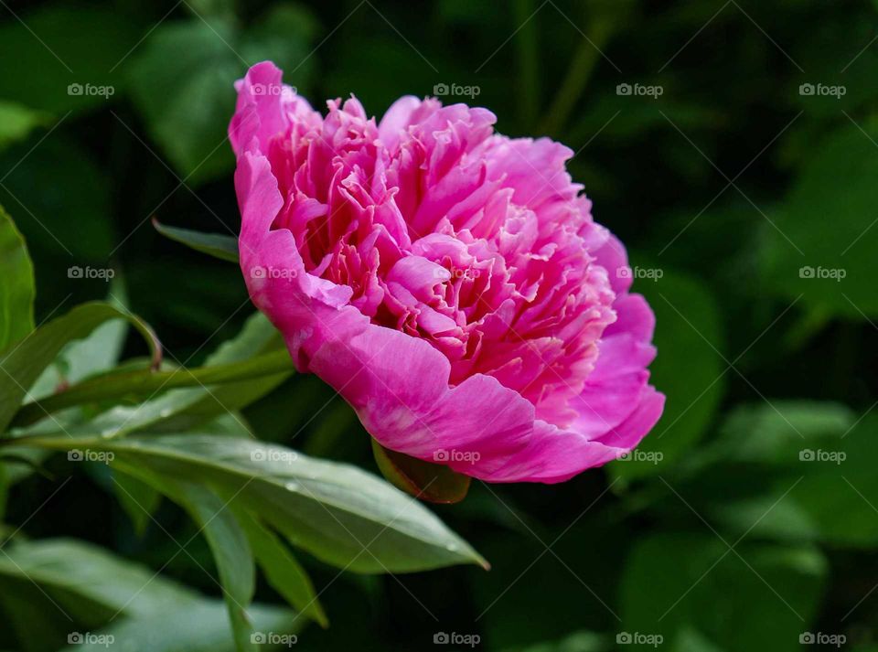 Peony