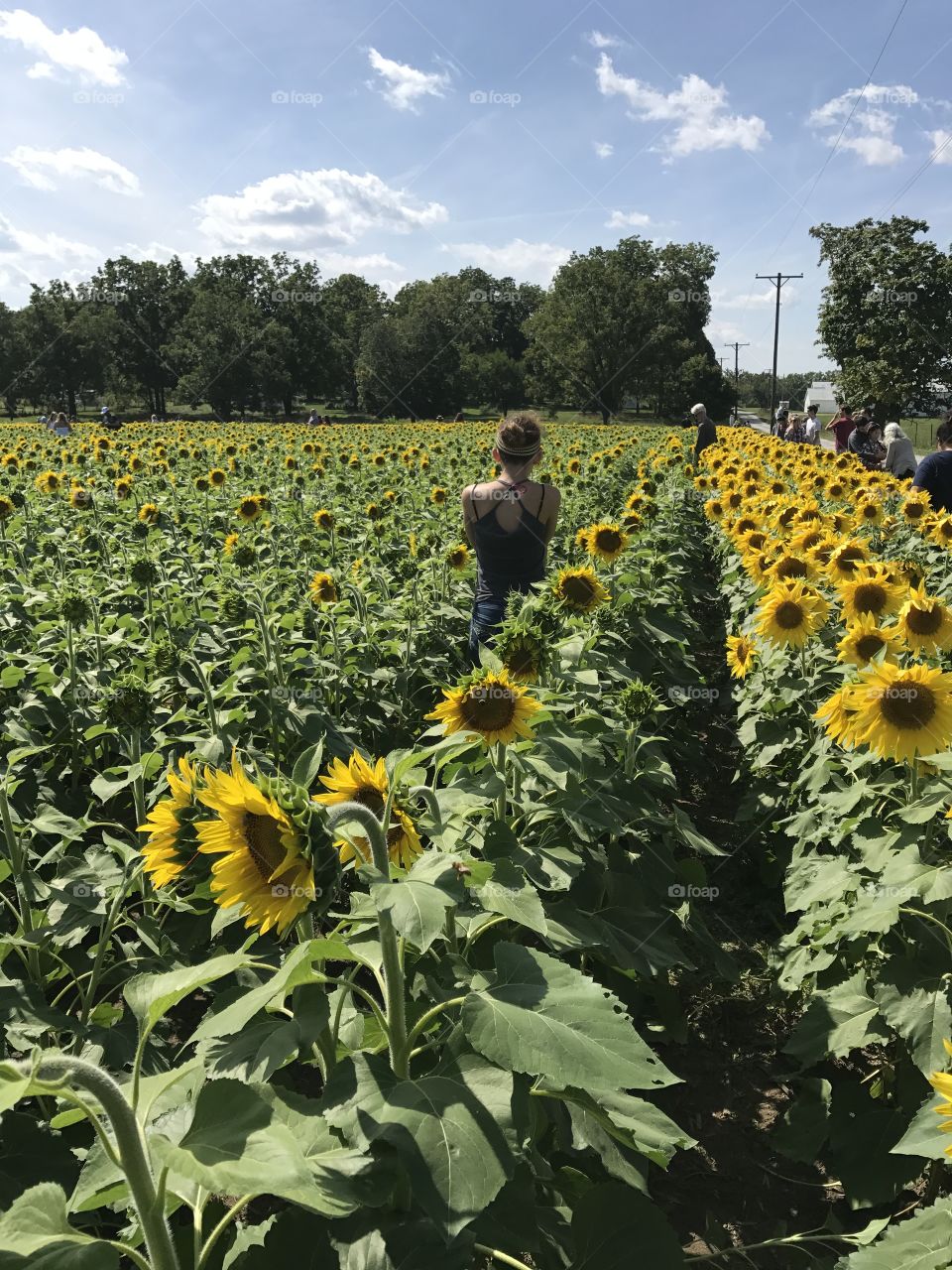 Girl walking through a sunflower field in rural Ohio in 2017