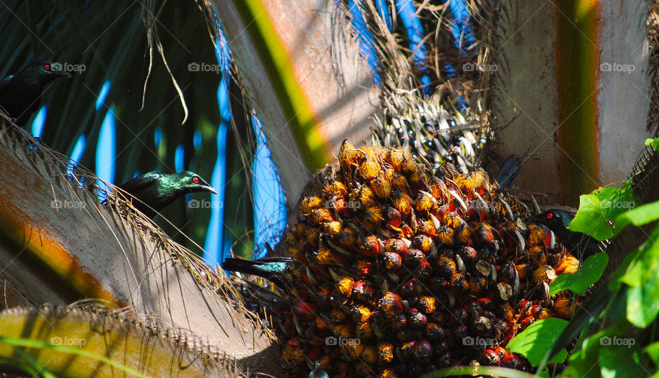 Red eyed bird on a palm tree 