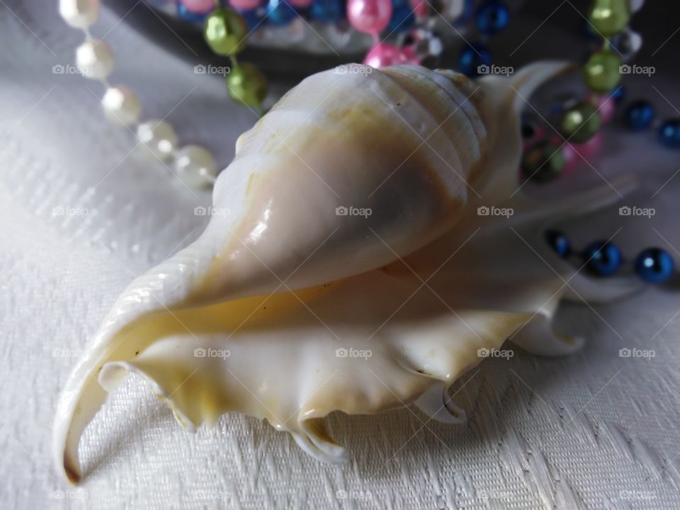 Ракушка на белой скатерти