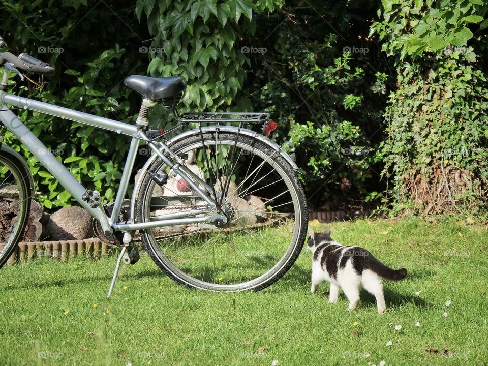 Cat smells bike