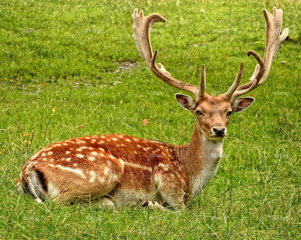 Beautiful skika deer