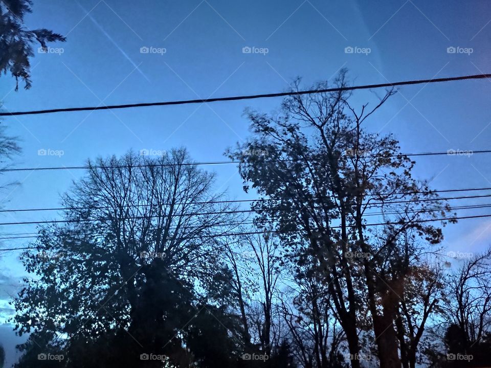 Belgrade Serbia tree canopy at sunset