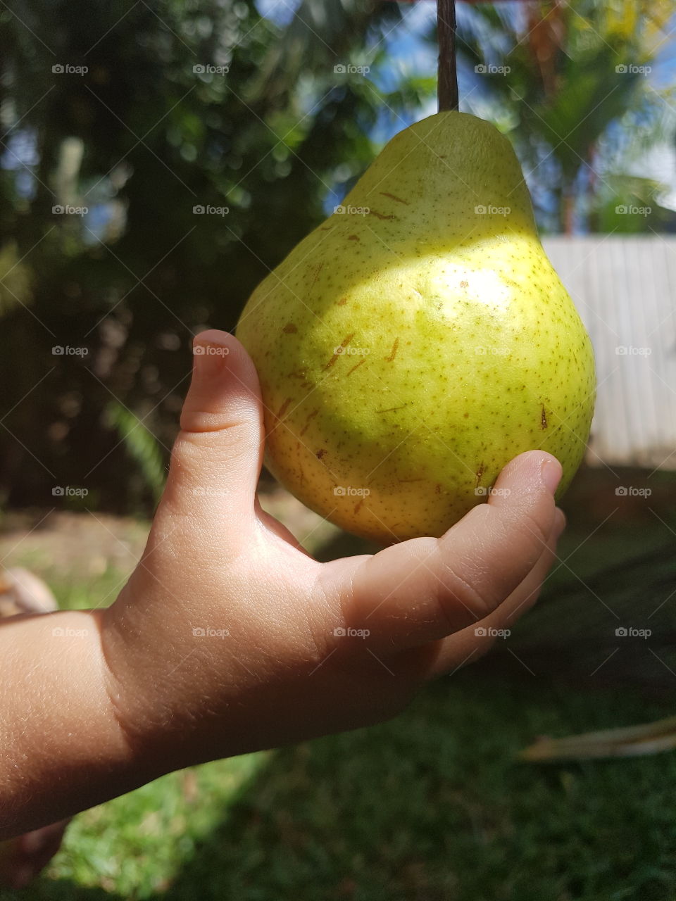 Pear