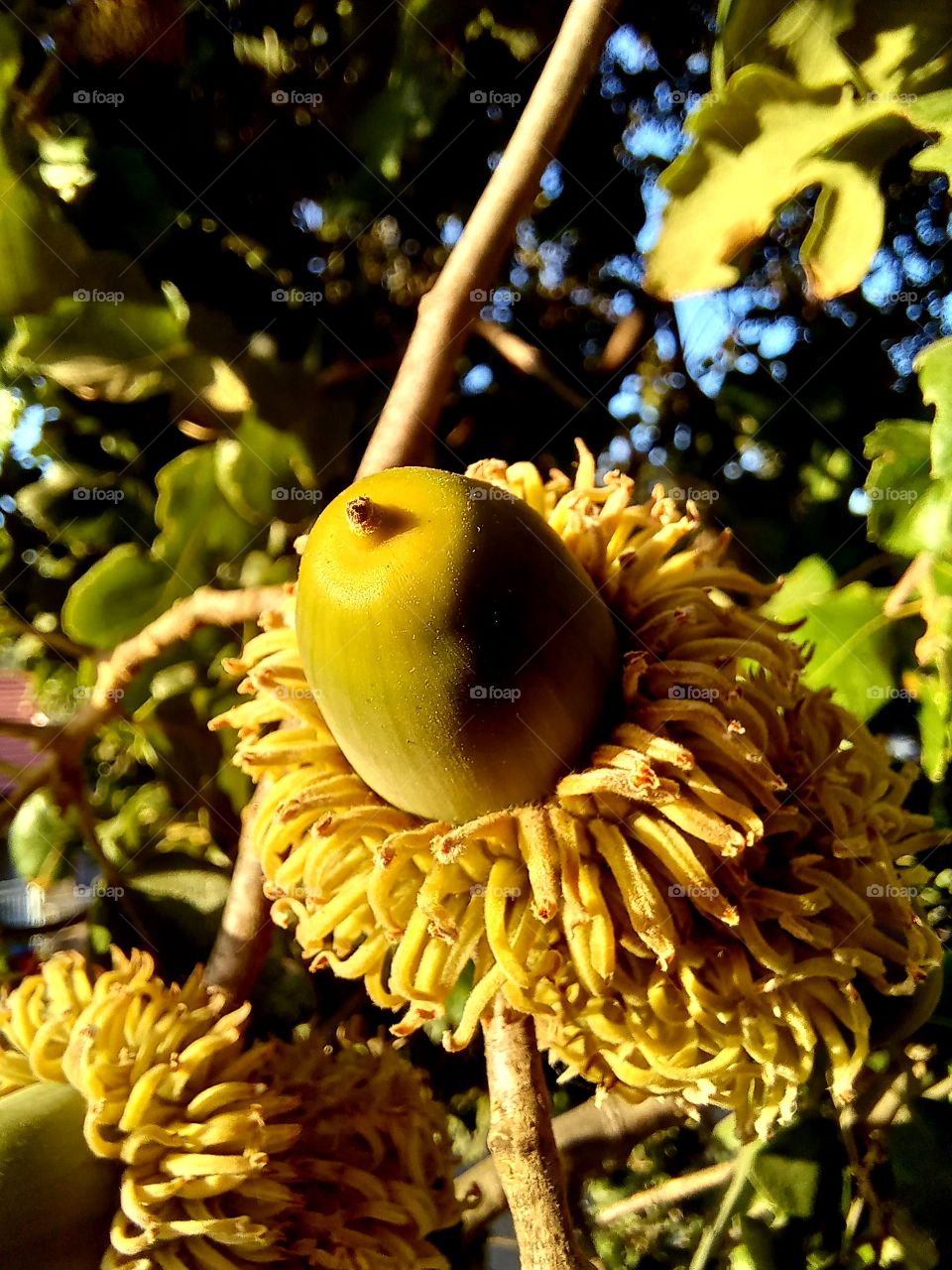 Quercus ithaburensis