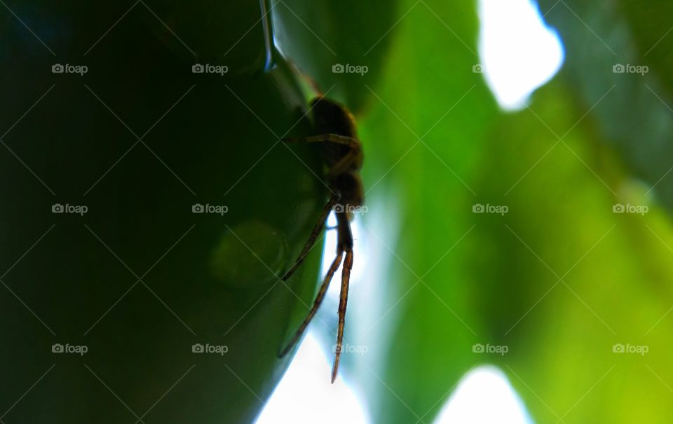 spider in green leafs