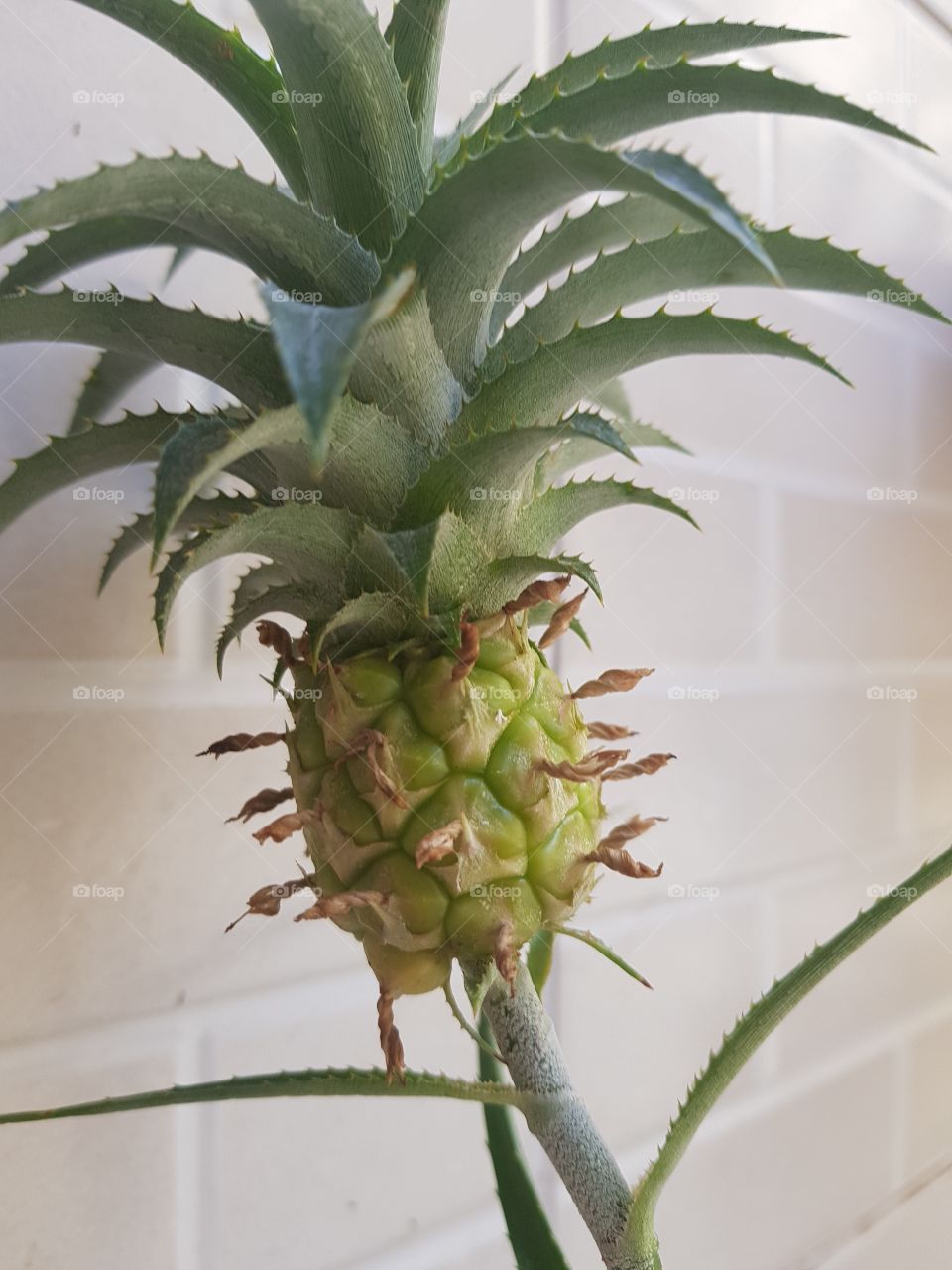 Pineapple