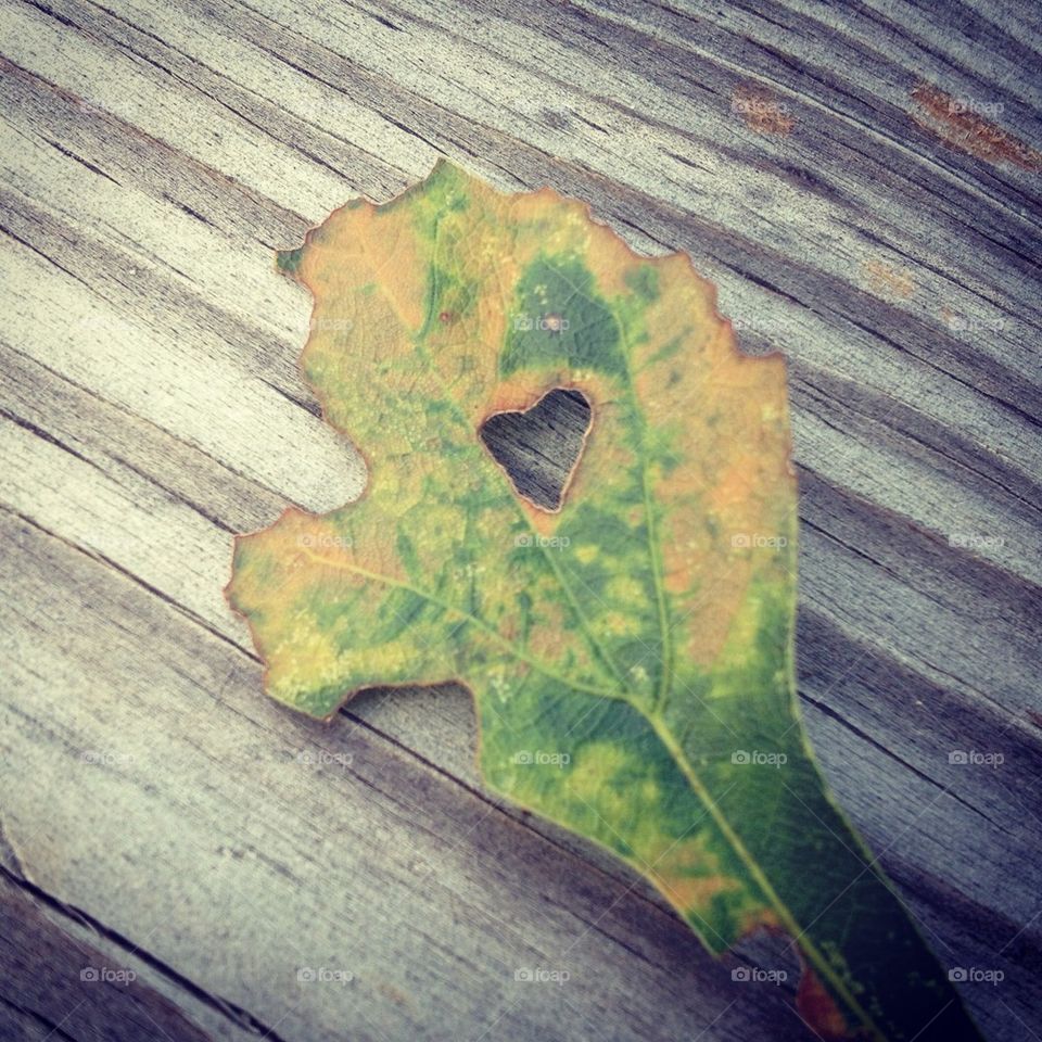 Heart In Leaf