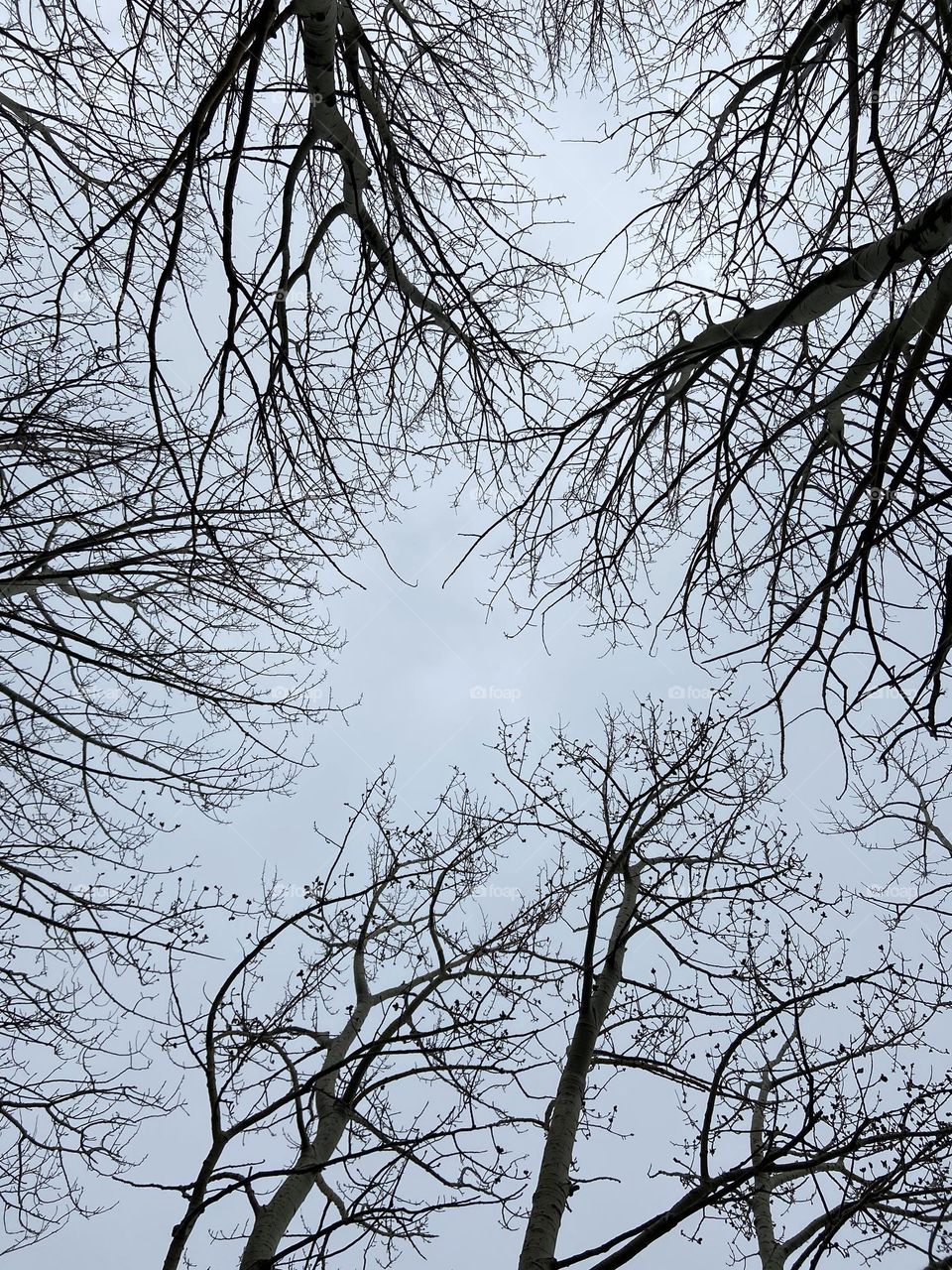 White sky above me framed by tree branches 