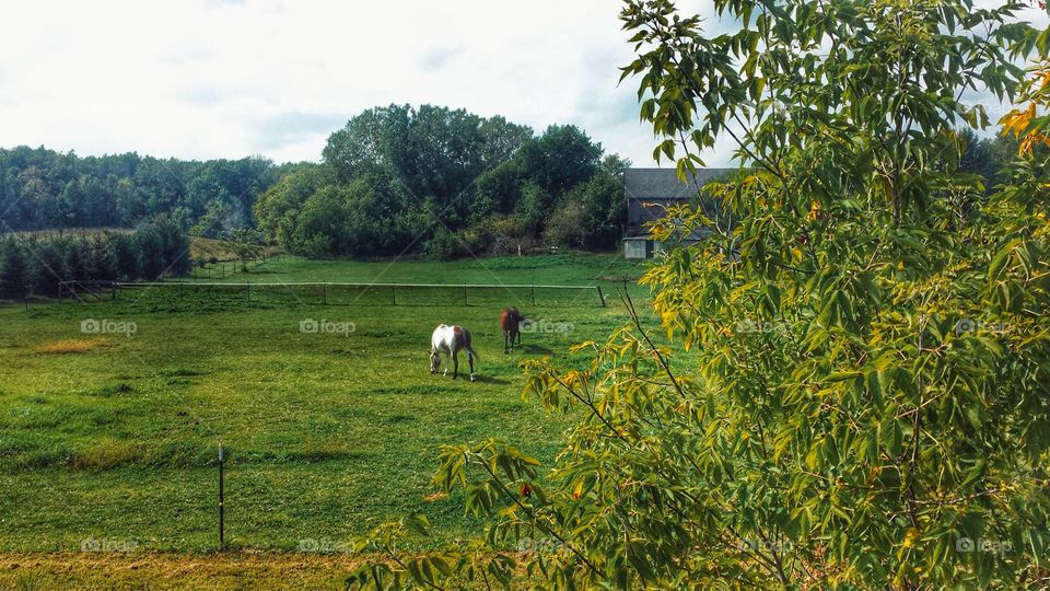 Farm Animals. Horses