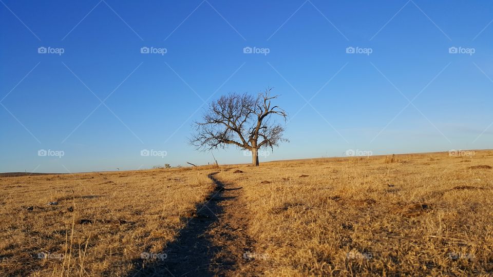 cow path tree