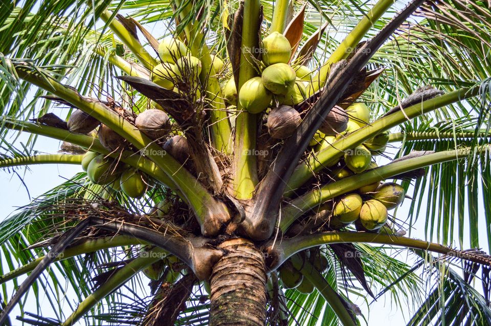 coconut tree. coconut tree in garden