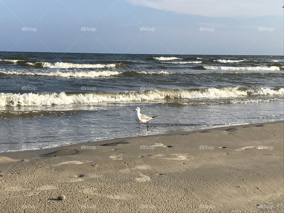 Galveston beach