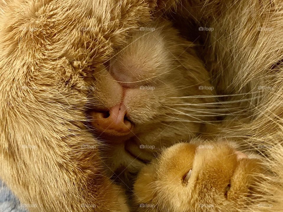 An orange tabby cat sleeping with her paw wrapped around her face