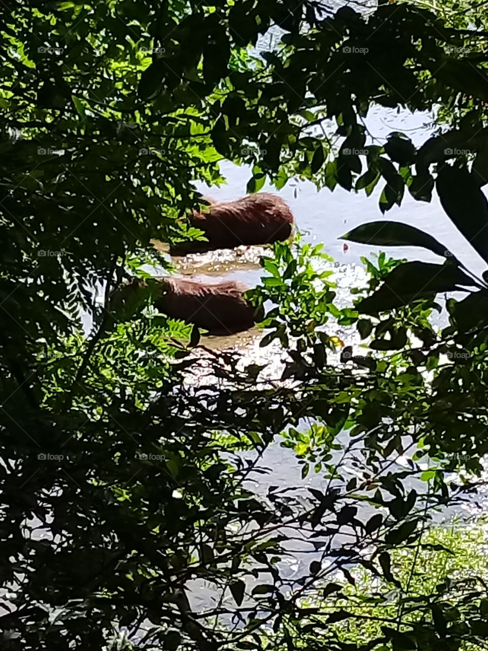 Capivaras se banhando no lago do Parque Botânico Eloy Chaves. São animais brasileiros que se parecem roedores de grande porte!