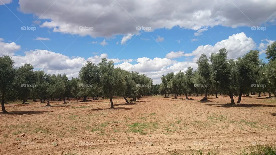 Olive tree 