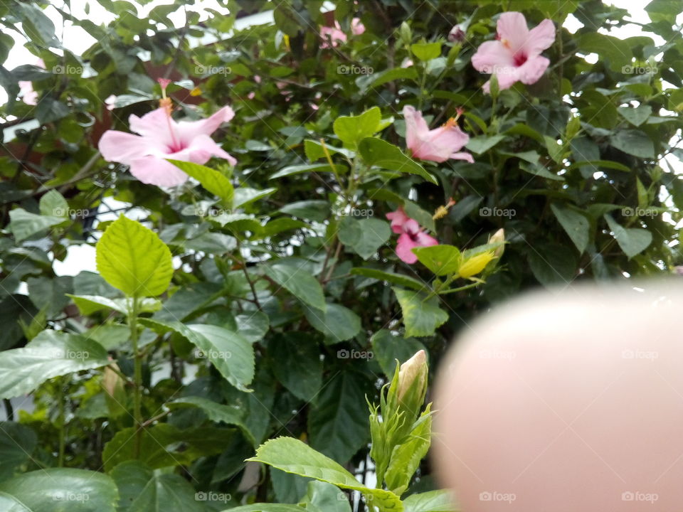 Share your Spring with Nivea