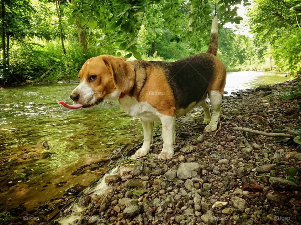 Beagle dog