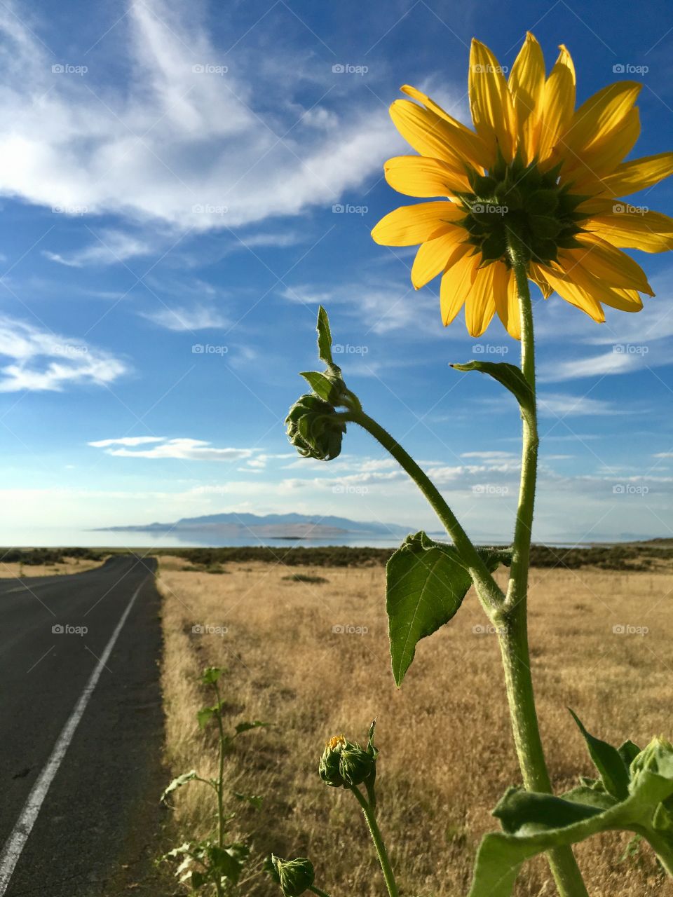Beautiful view. Bright yellow sunflower. Antelope Island. Great Salt Lake. Utah. Beautiful evening. Beautiful blue sky. Road leading to beauty.
