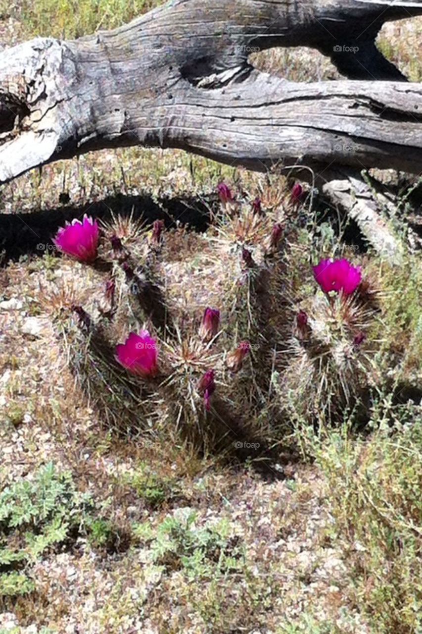 Desert spring time