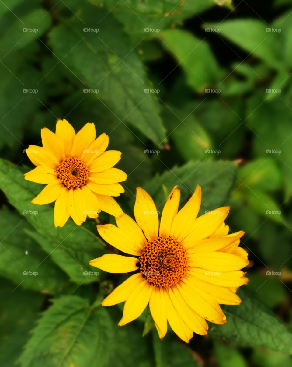 Two yellow daisy's surrounded by healthy, green leafs.