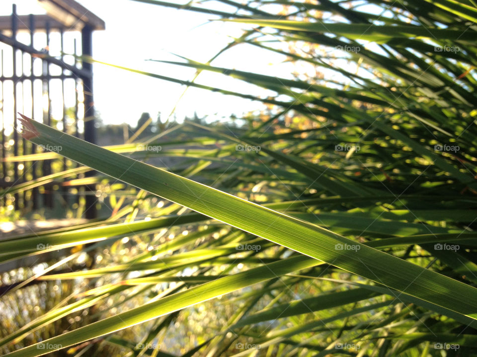 sky close grass plant by thepreissisright