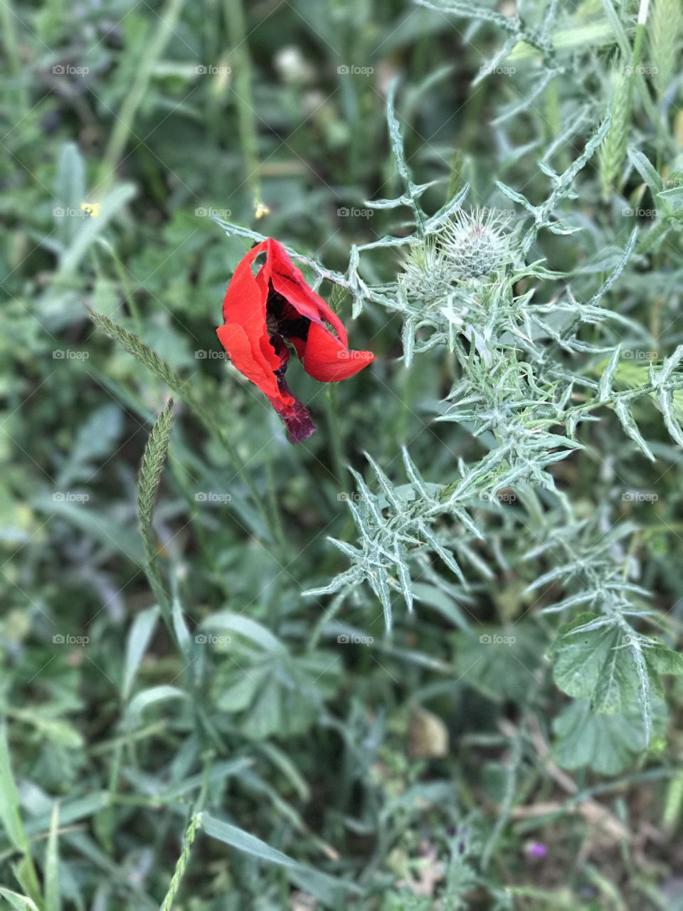 Un fiore rosso