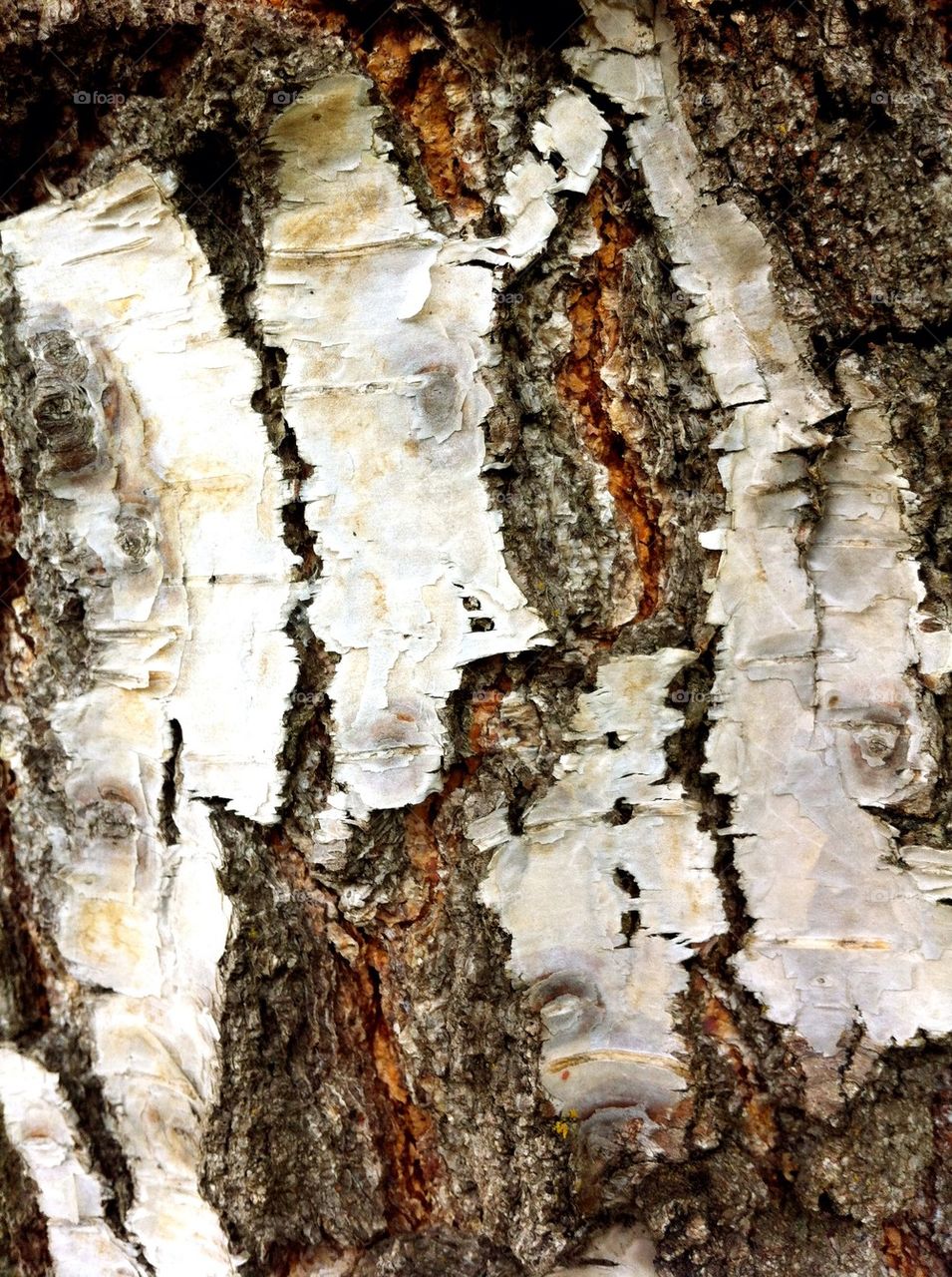 Birch stem with patterned bark.