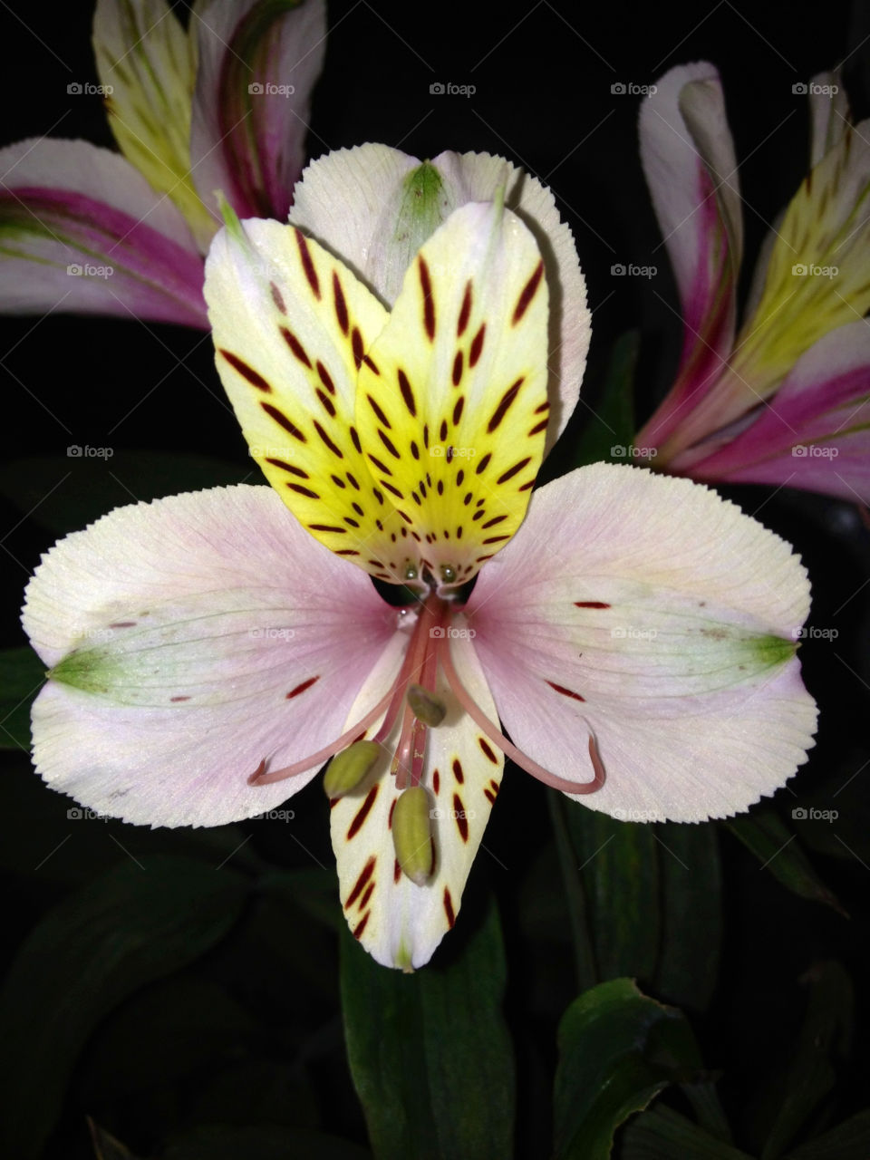 flower close up alstroemerias by gdyiudt
