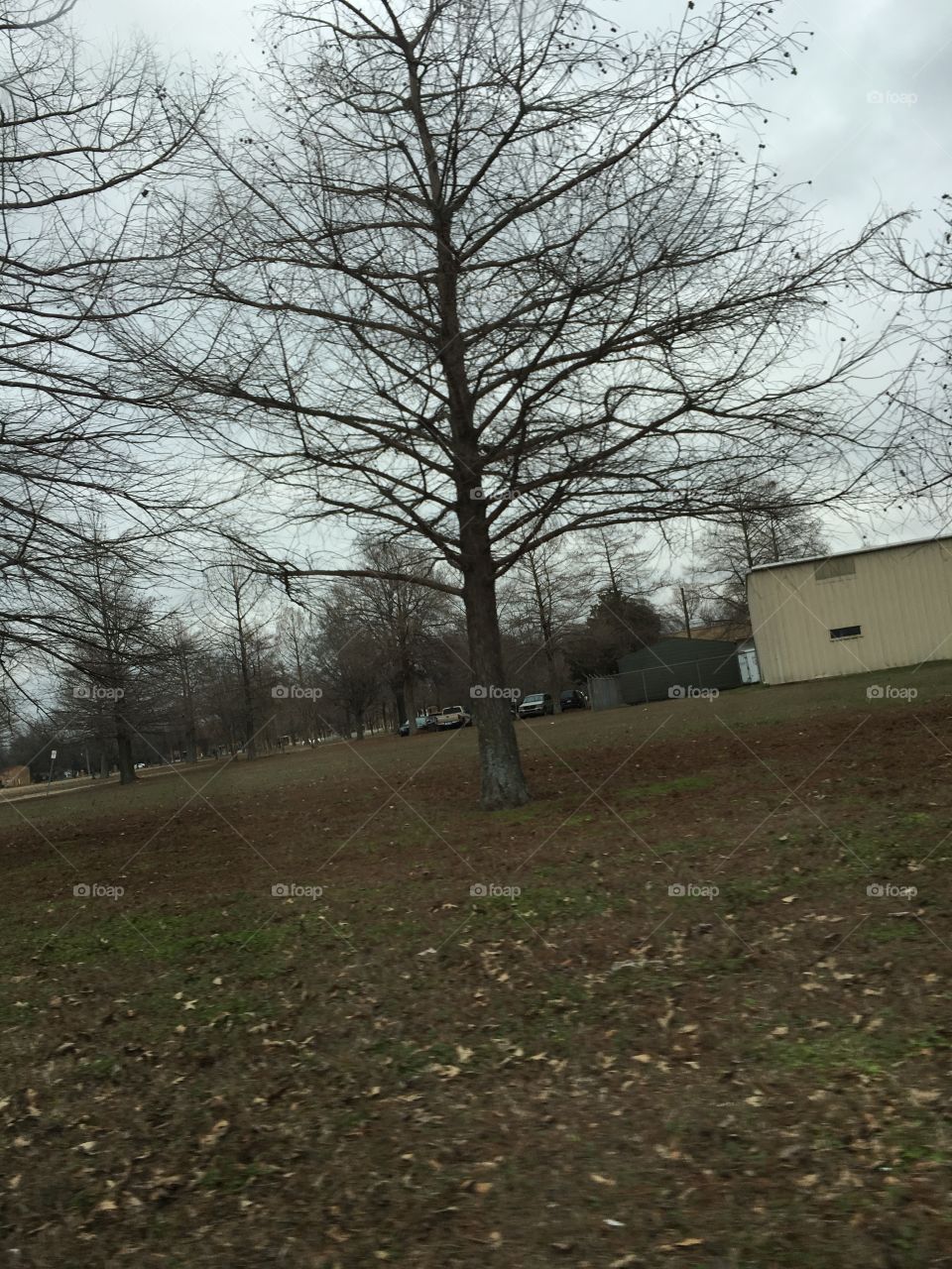 Tree, Landscape, No Person, Fall, Wood