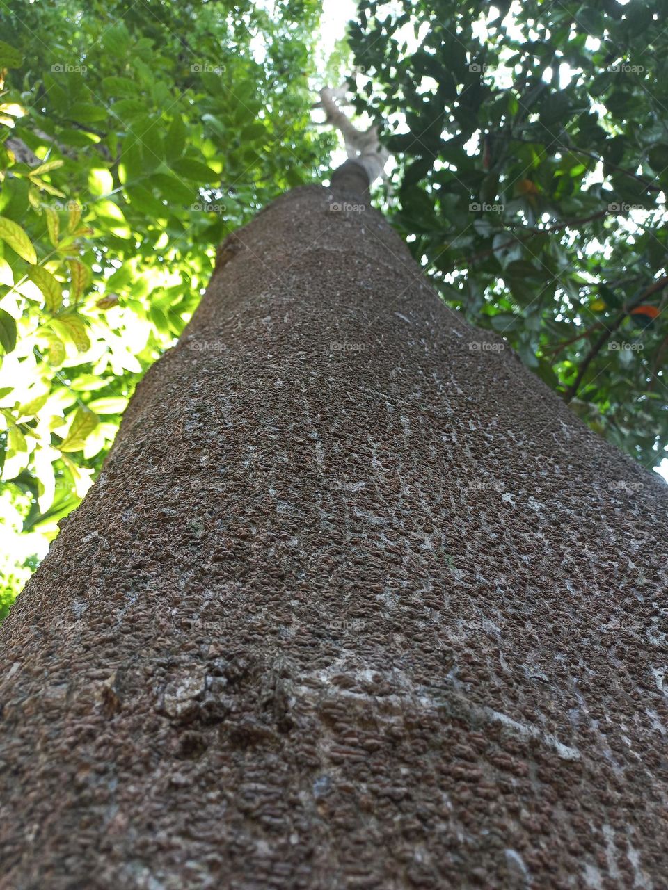 Trees are woody plants with the main characteristic of the trunk having a single tree.