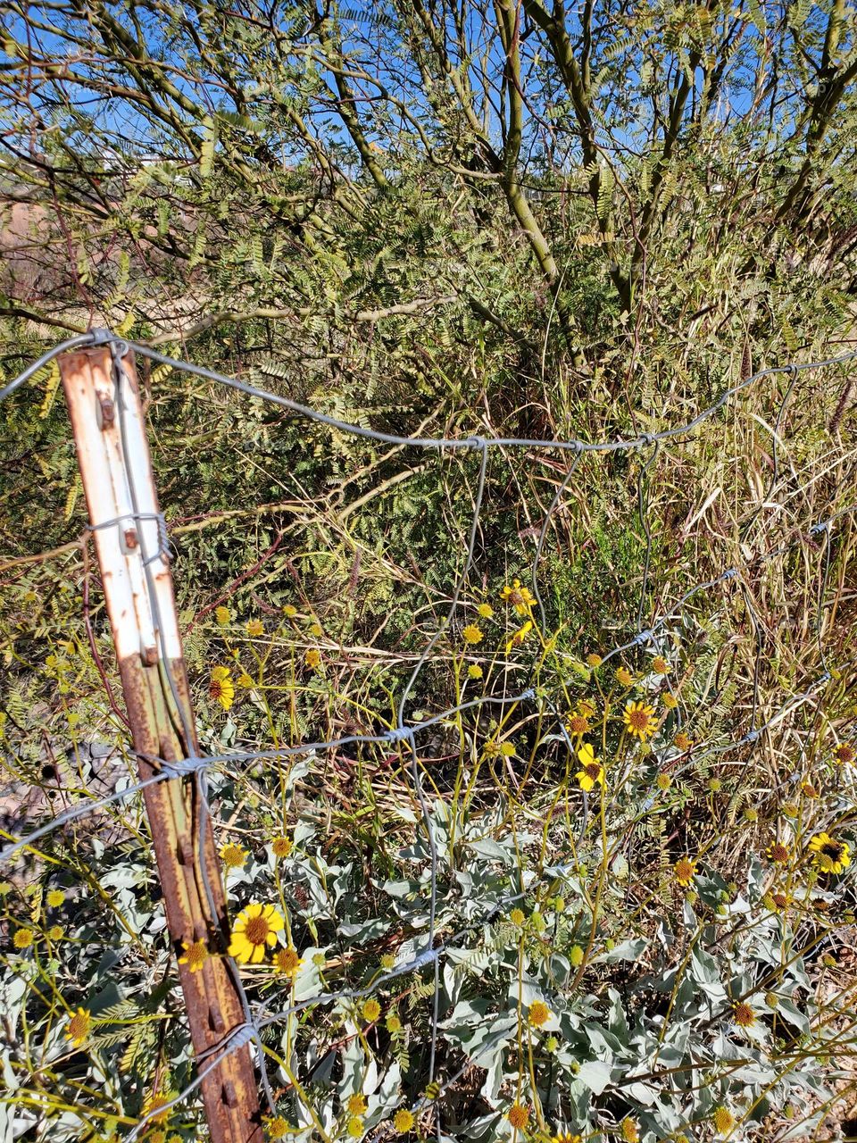 Flowers Amidst Barbed Wire