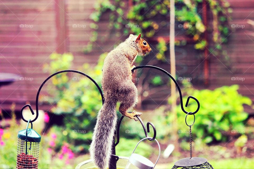Cheeky young squirrel