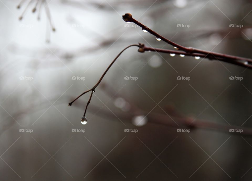 water brops from branch in the fog.