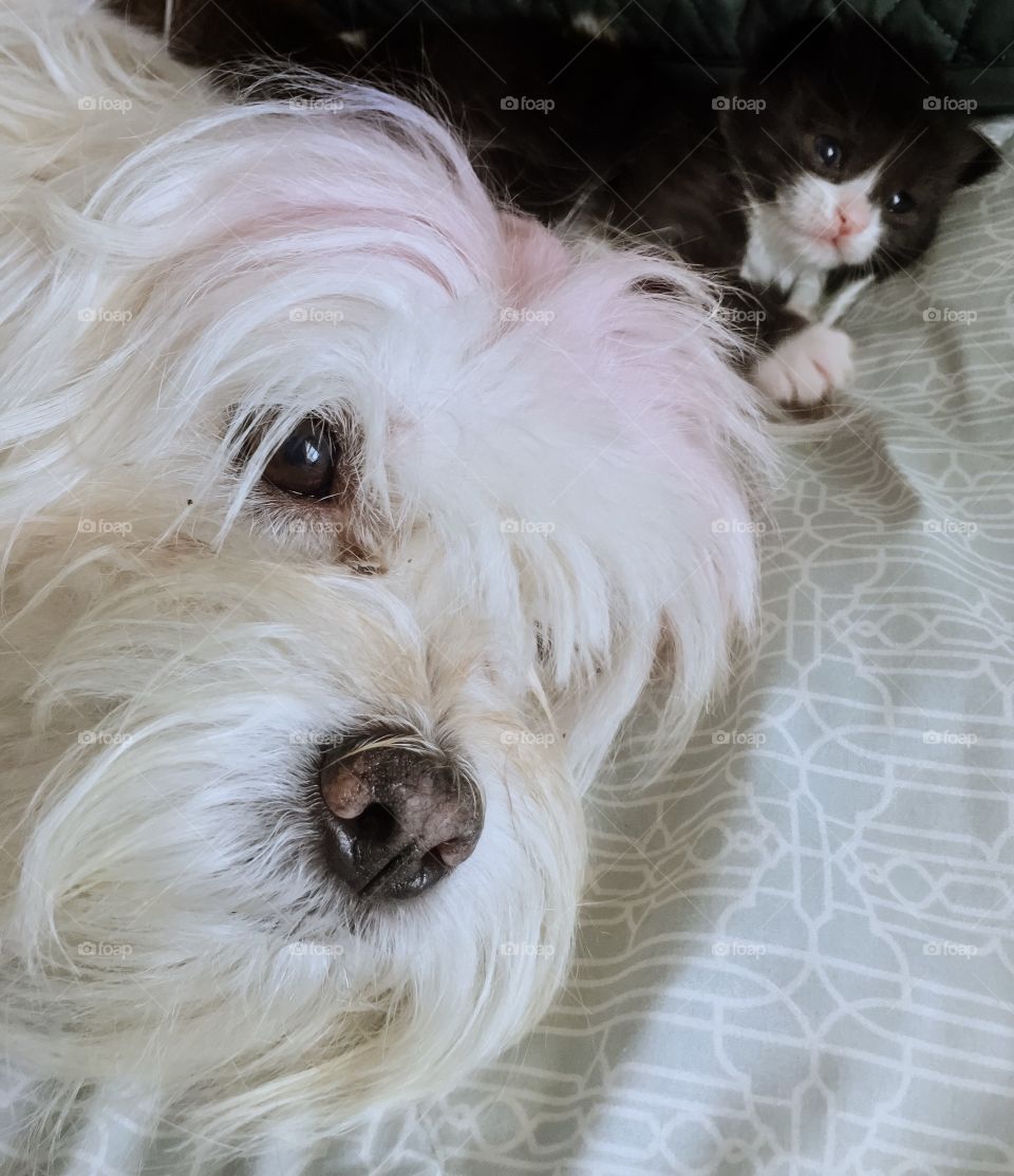 Cesar and baby kitten in the bed 