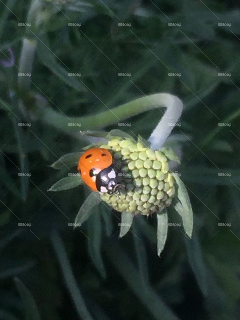 Ladybug on flowers 