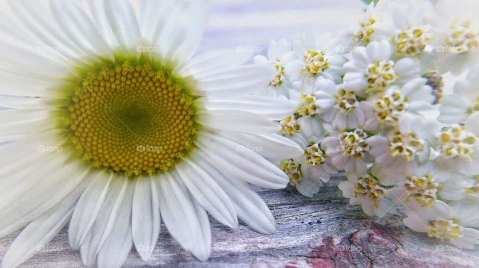 #bestcloseup close up of tiny wild flowers I took while hiking to a waterfall in Ohio
