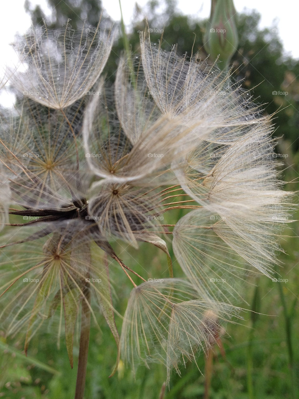 sweden field flower sverige by cabday