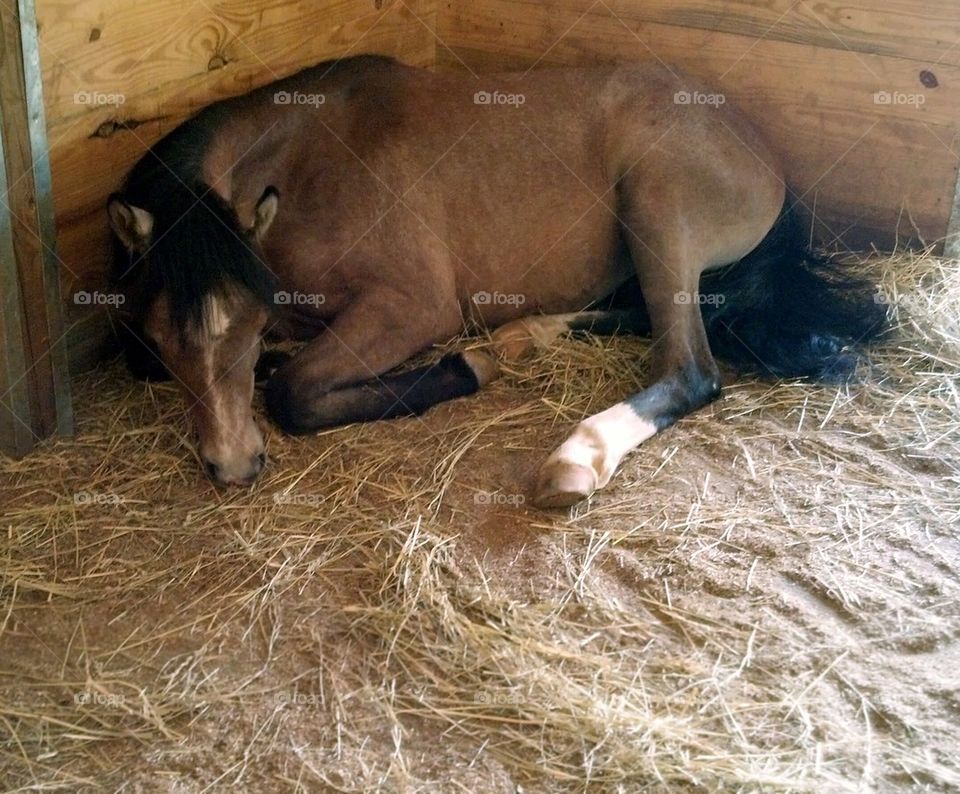 resting horse