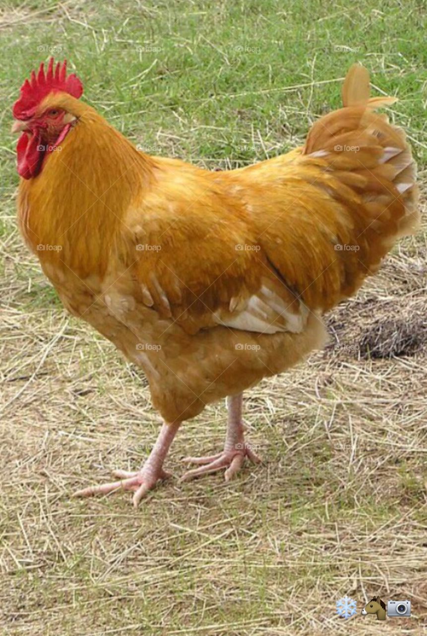 Buff Orpington Rooster  