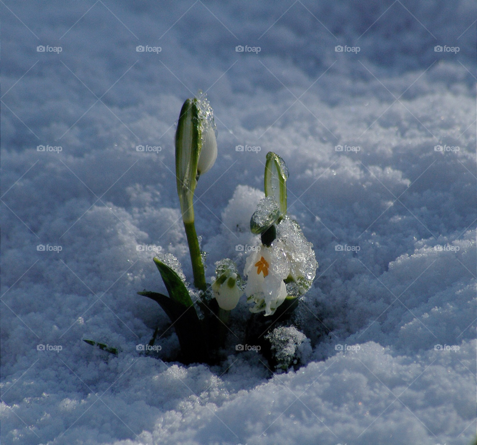 snow winter spring cold by Bea