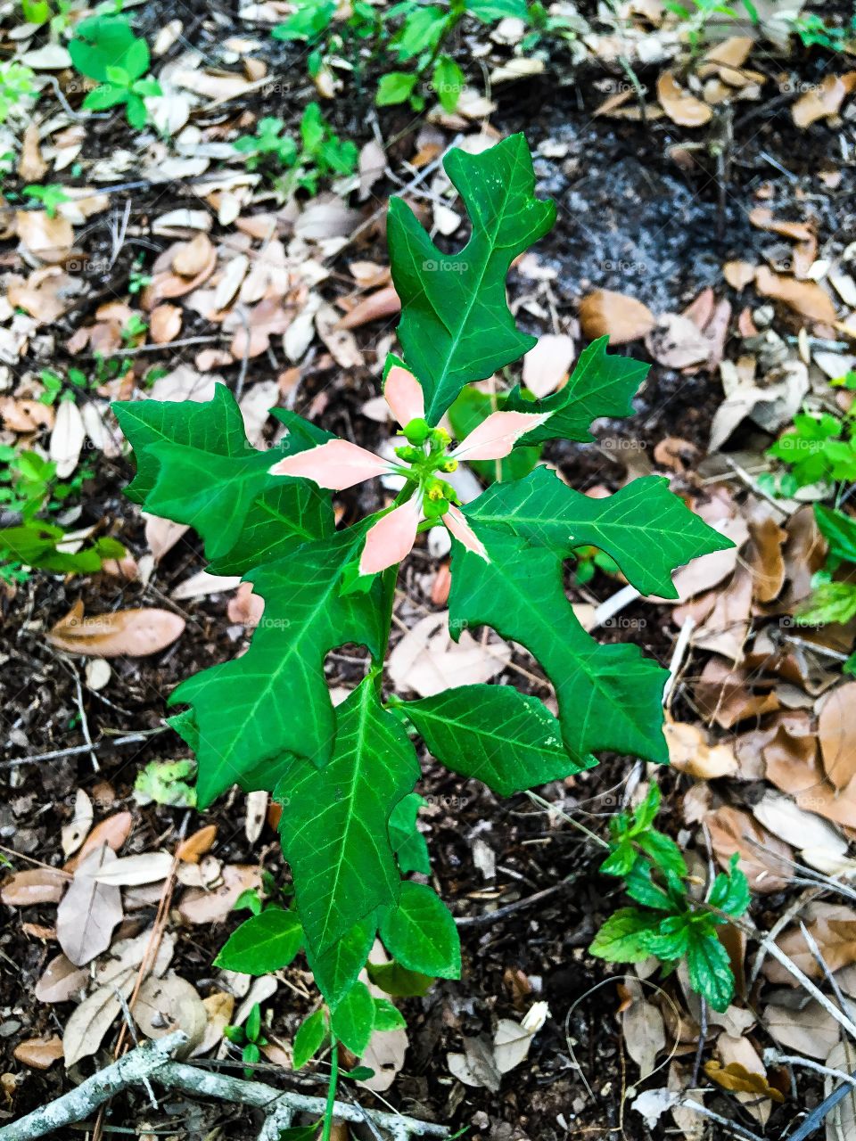 Leaf looks like a flower 