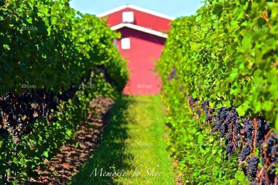Vineyard