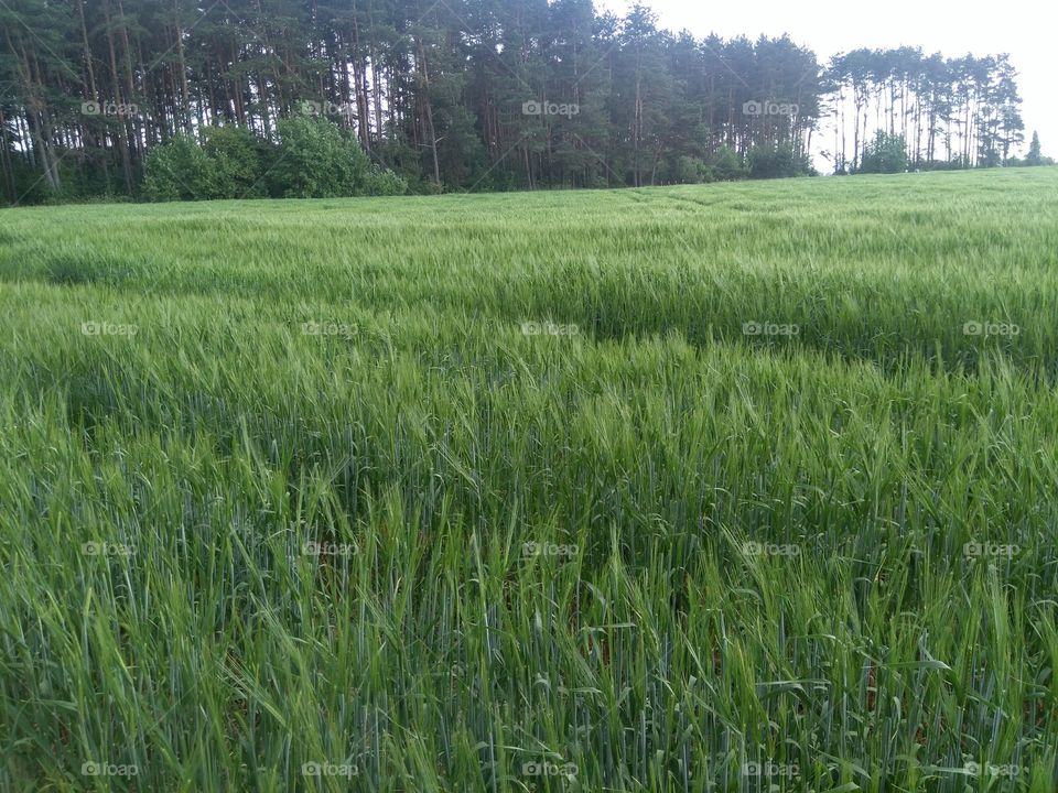 green agriculture field summer landscape